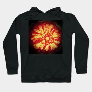 Chacruna Cross Section Hoodie